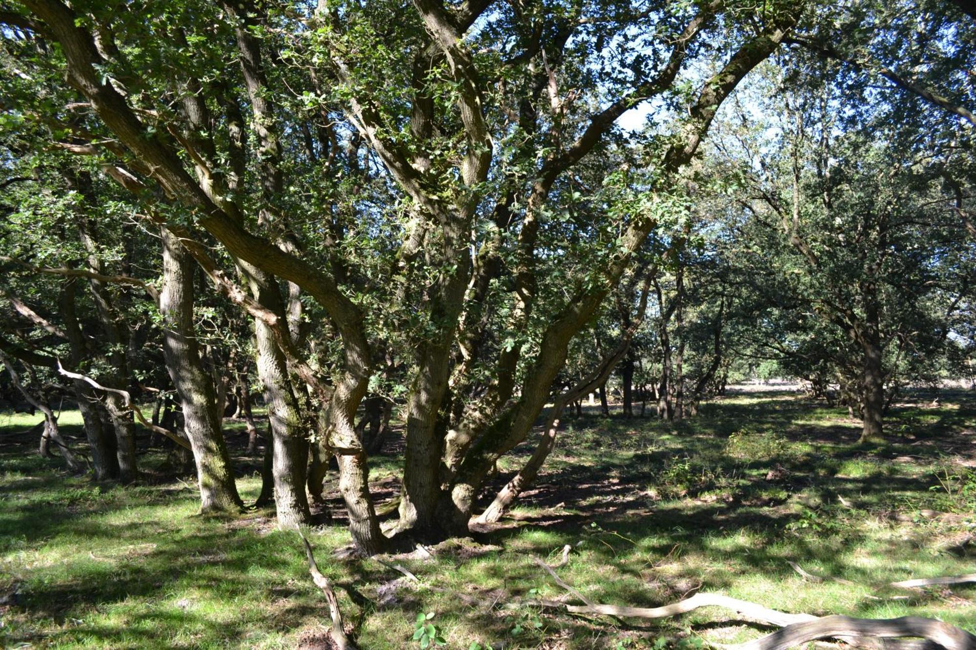 De Specht Villa Anloo Kültér fotó